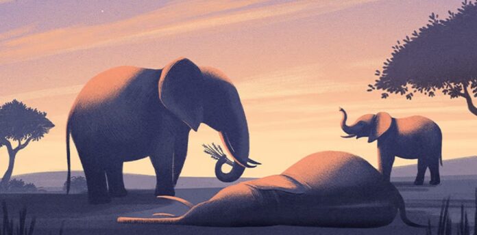 Do animals understand what death is?